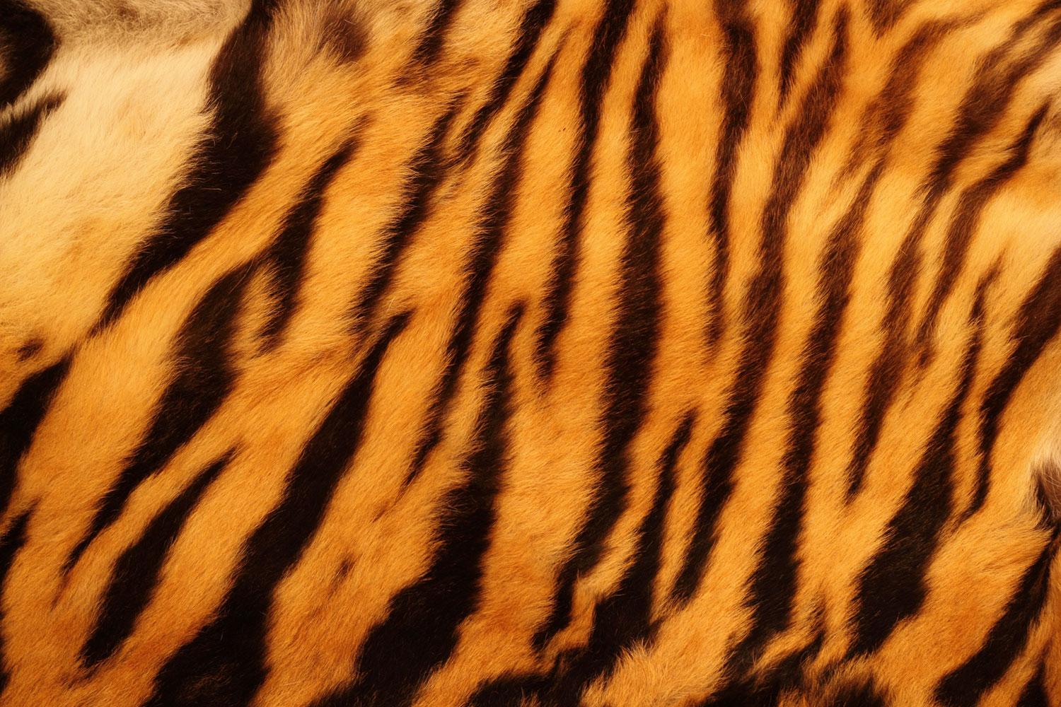 Download Tiger Stripes Wallpaper Hd Backgrounds Download Itl Cat - tiger skin roblox