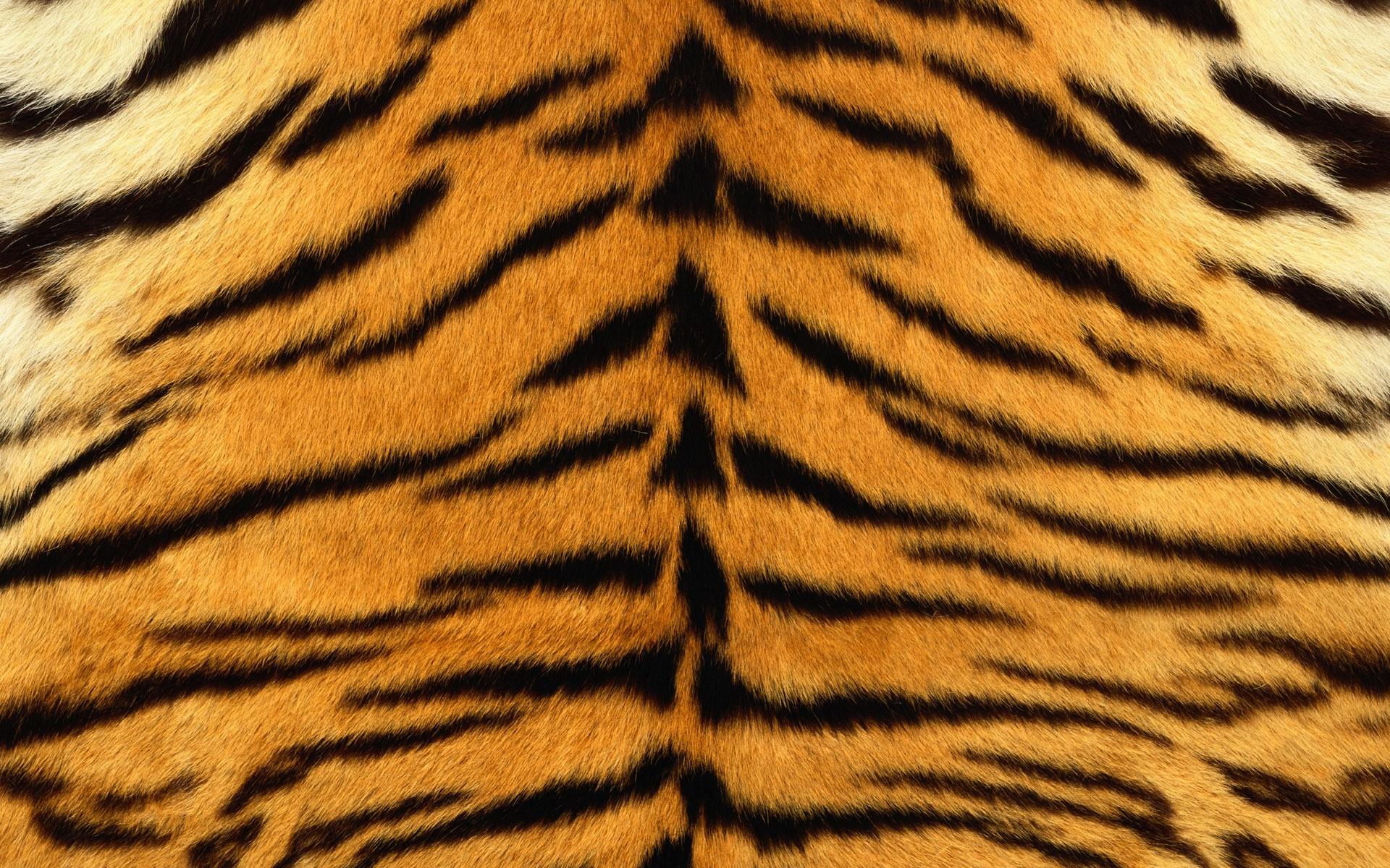 Download Tiger Stripes Wallpaper, HD Backgrounds Download - itl.cat