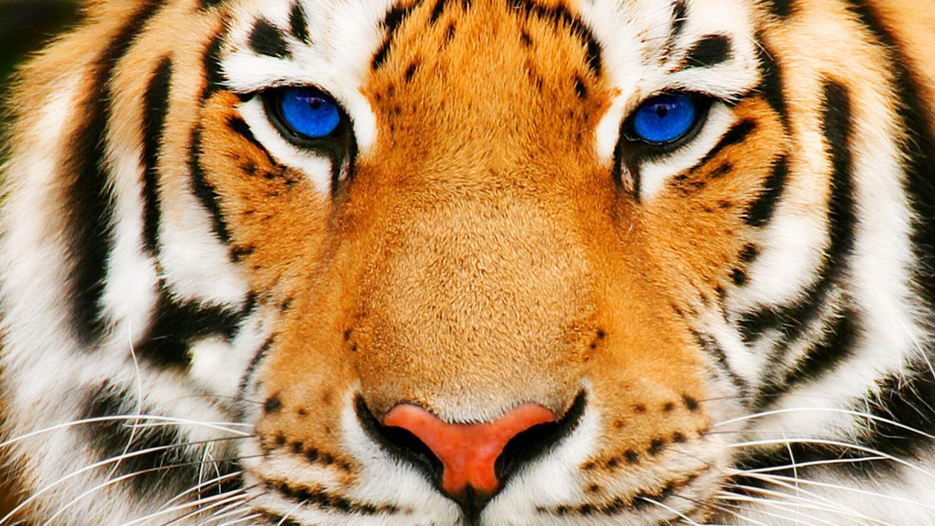 Download Tigers Eye Wallpaper Hd Backgrounds Download Itl Cat - red eyed tiger roblox