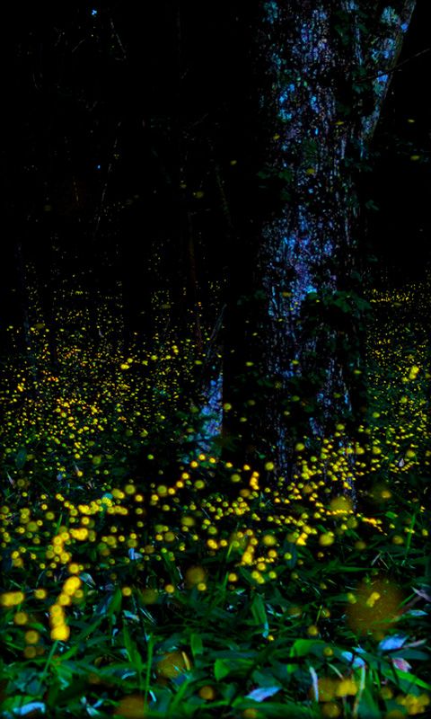 fireflies free download