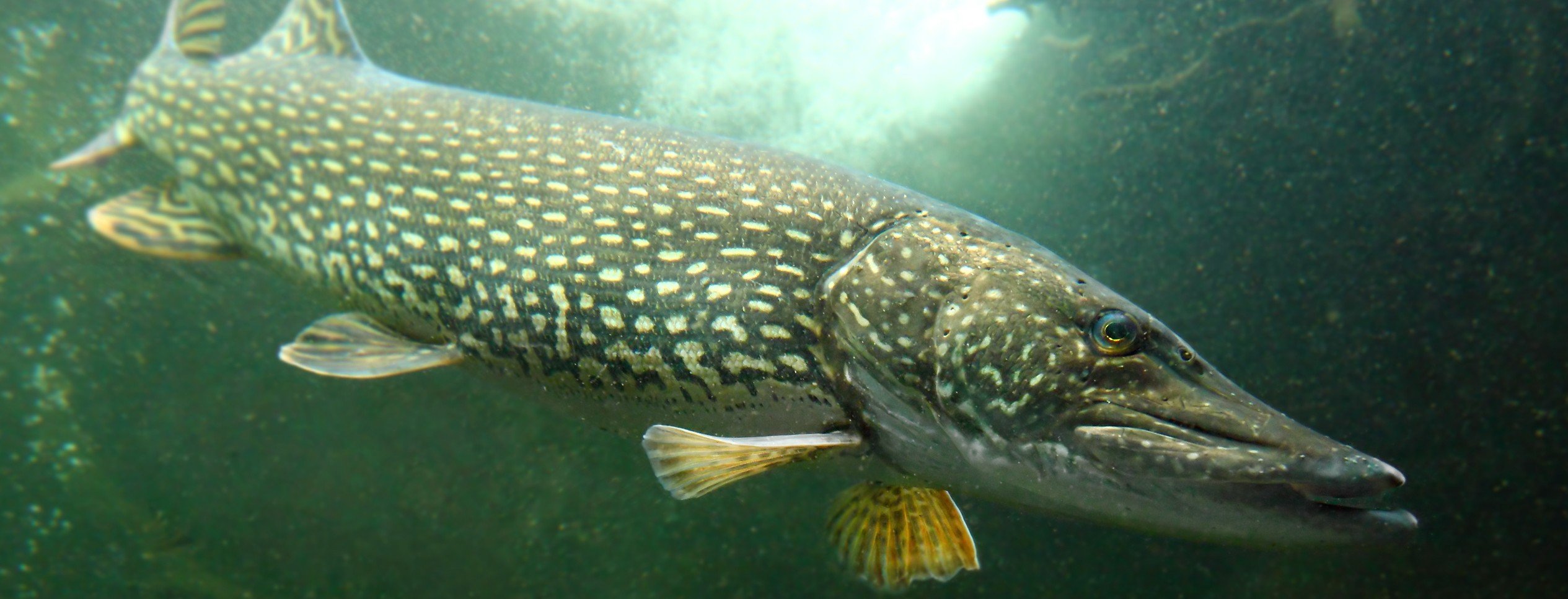 Крупный со. Азовская щука. Northern Pike. Аральская щука. Щука обыкновенная Байкал.