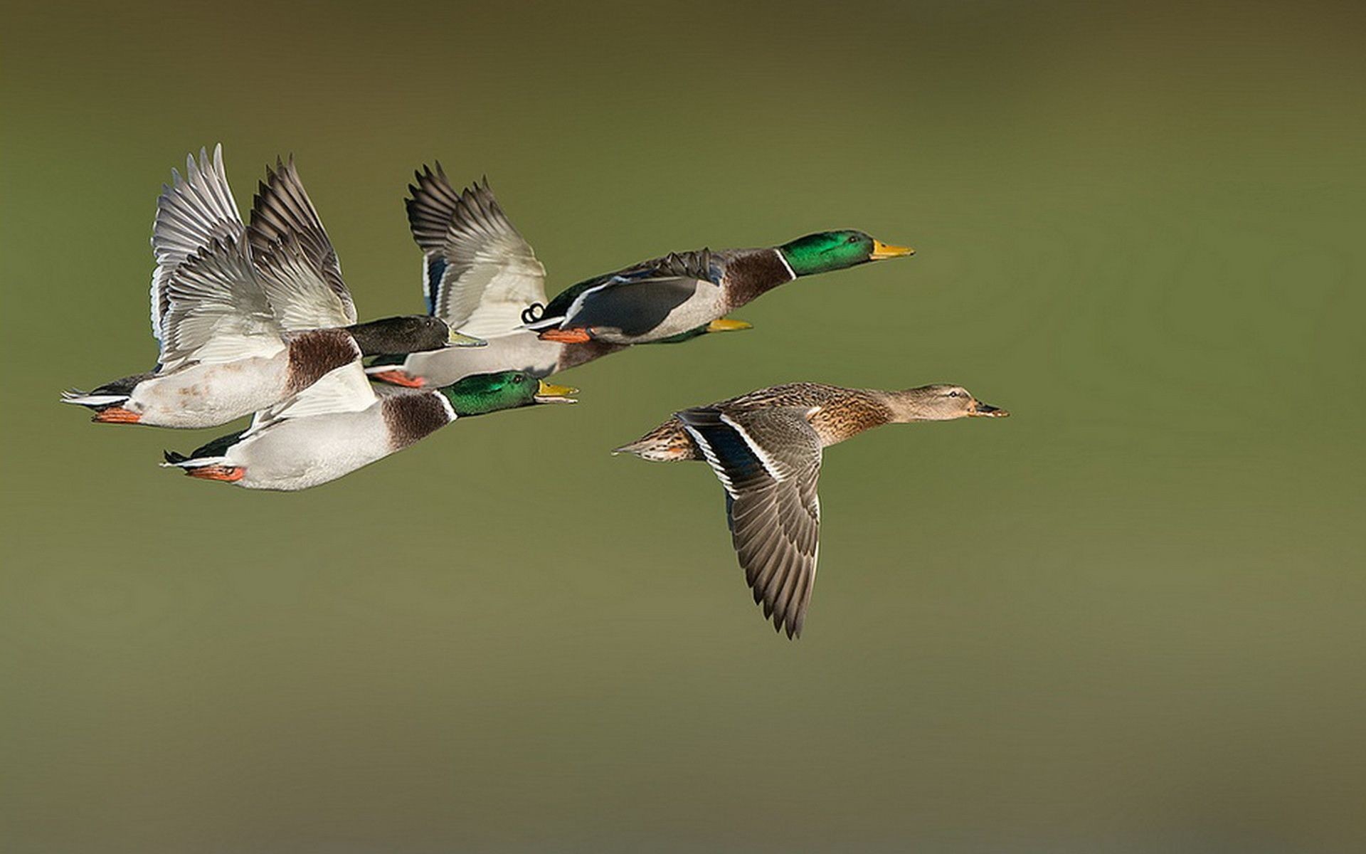 Download Mallard Duck Wallpaper Hd Backgrounds Download Itl Cat