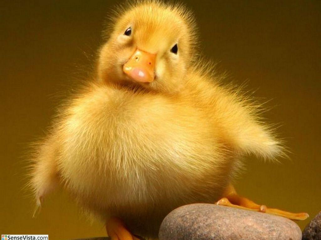 Download Baby Duck Wallpaper Hd Backgrounds Download Itl Cat - roblox baby duck