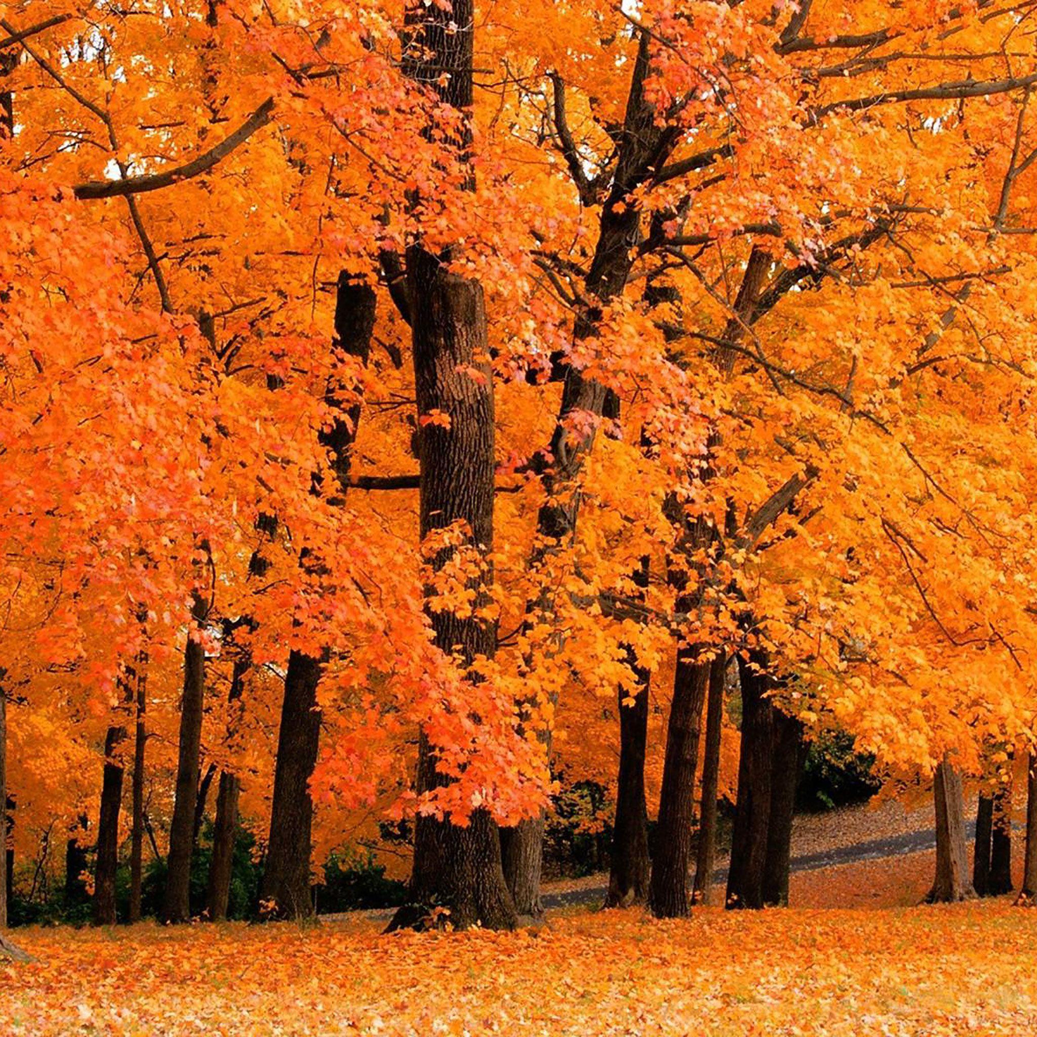 Download Fall Wallpapers, HD Backgrounds Download - itl.cat