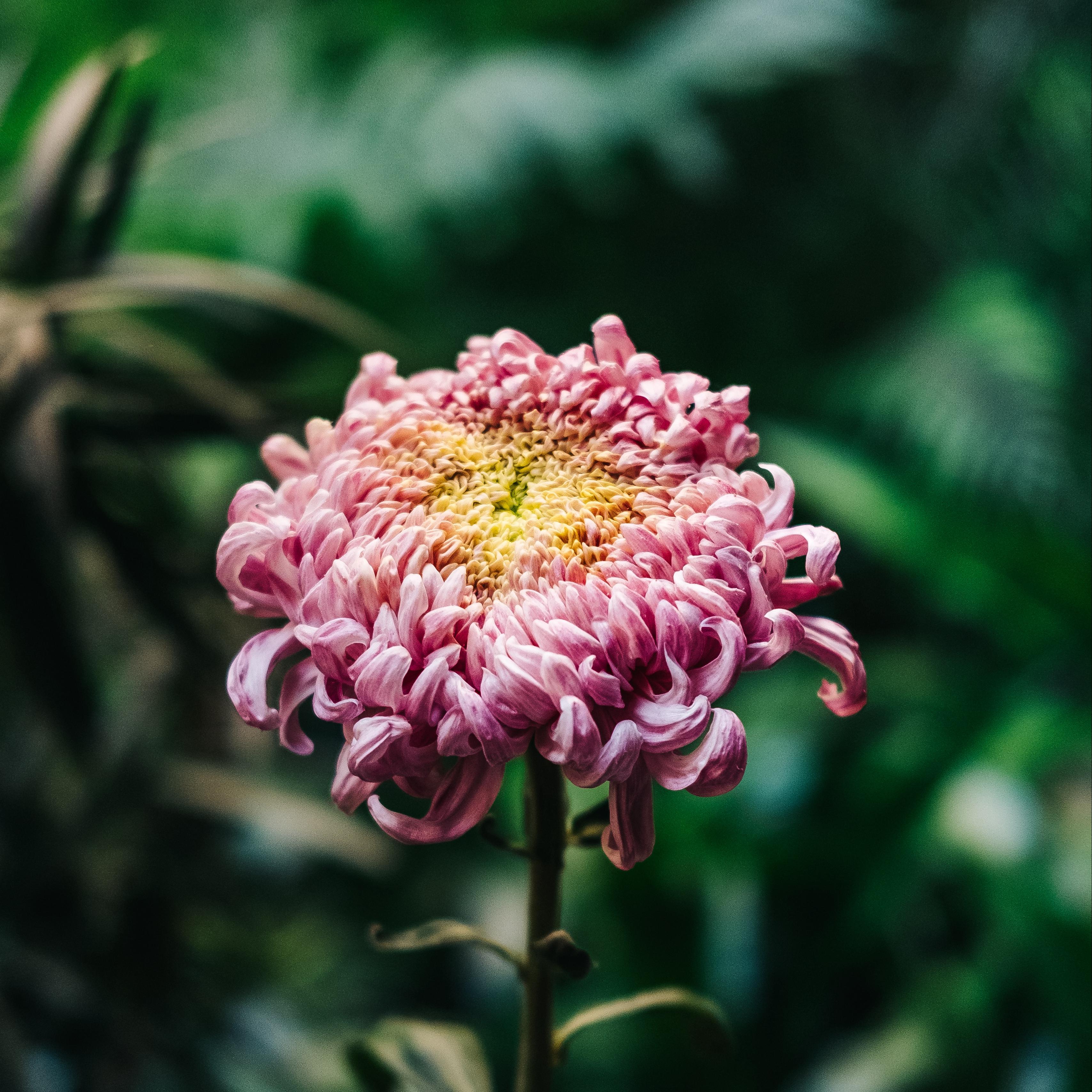 Хризантема съедобная. Хризантема Allouise Pink. Хризантема одноголовая Бальтазар. Chrysanthemum lavandulifolium. Хризантема бутон Роуз.