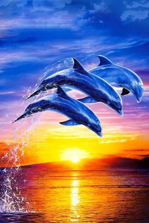 Download Dolphin Wallpaper, HD Backgrounds Download - itl.cat