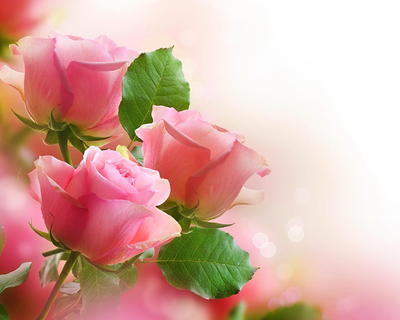 Download Wallpaper De Rosas, HD Backgrounds Download - itl.cat