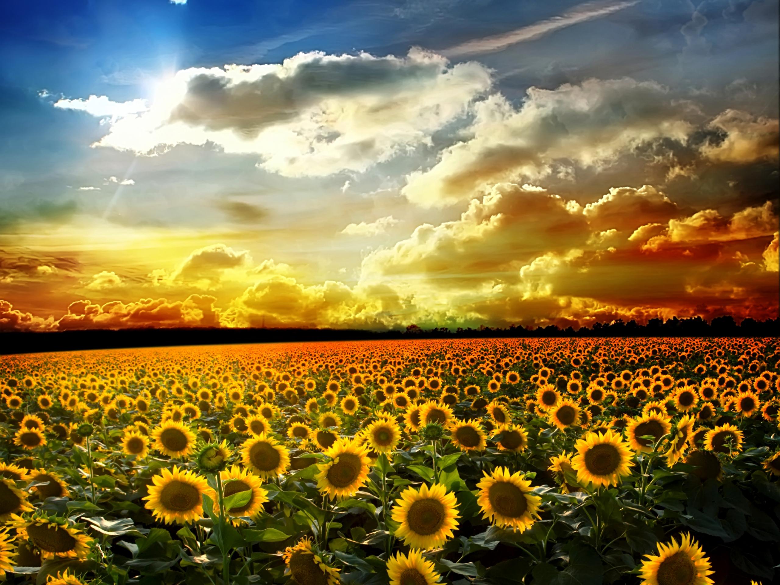 Download Sunflowers Wallpaper, Hd Backgrounds Download - Itl.cat