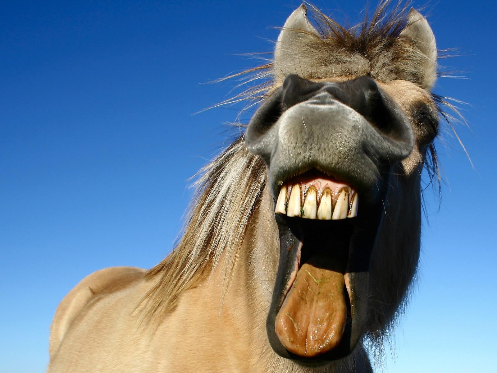 Download Funny Horses Wallpaper, HD Backgrounds Download - itl.cat