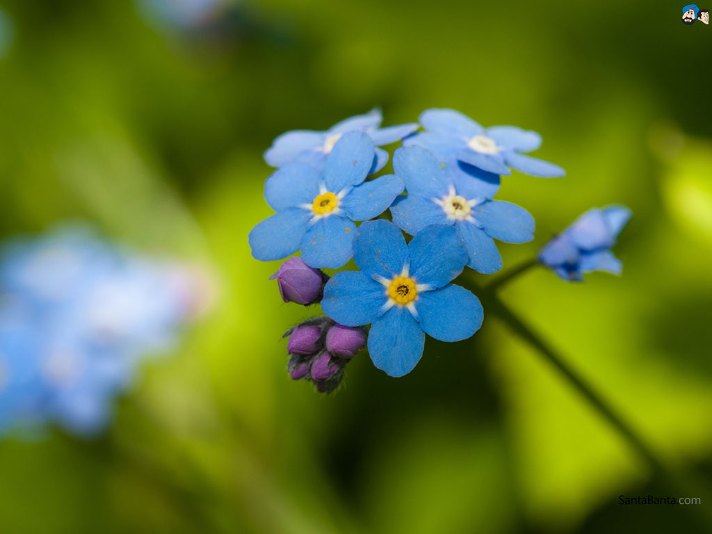 Download Forget Me Nots Wallpaper, HD Backgrounds Download - itl.cat