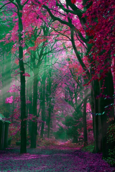 pink forest - find and download best Wallpaper images at itl.cat