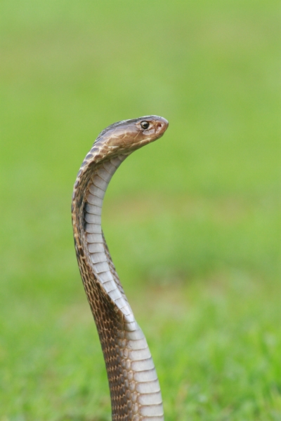 snake wallpaper - find and download best Wallpaper images at itl.cat