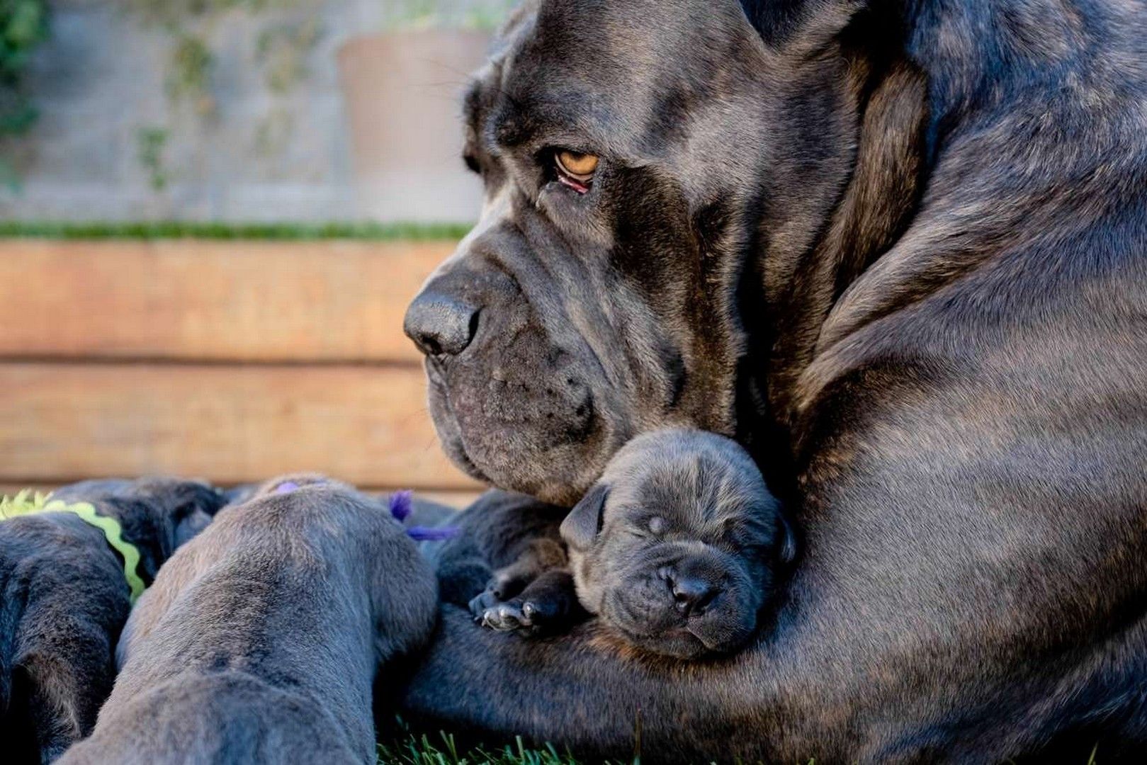 Download Cane Corso Wallpaper Hd - Cane Corsó On Itl.cat