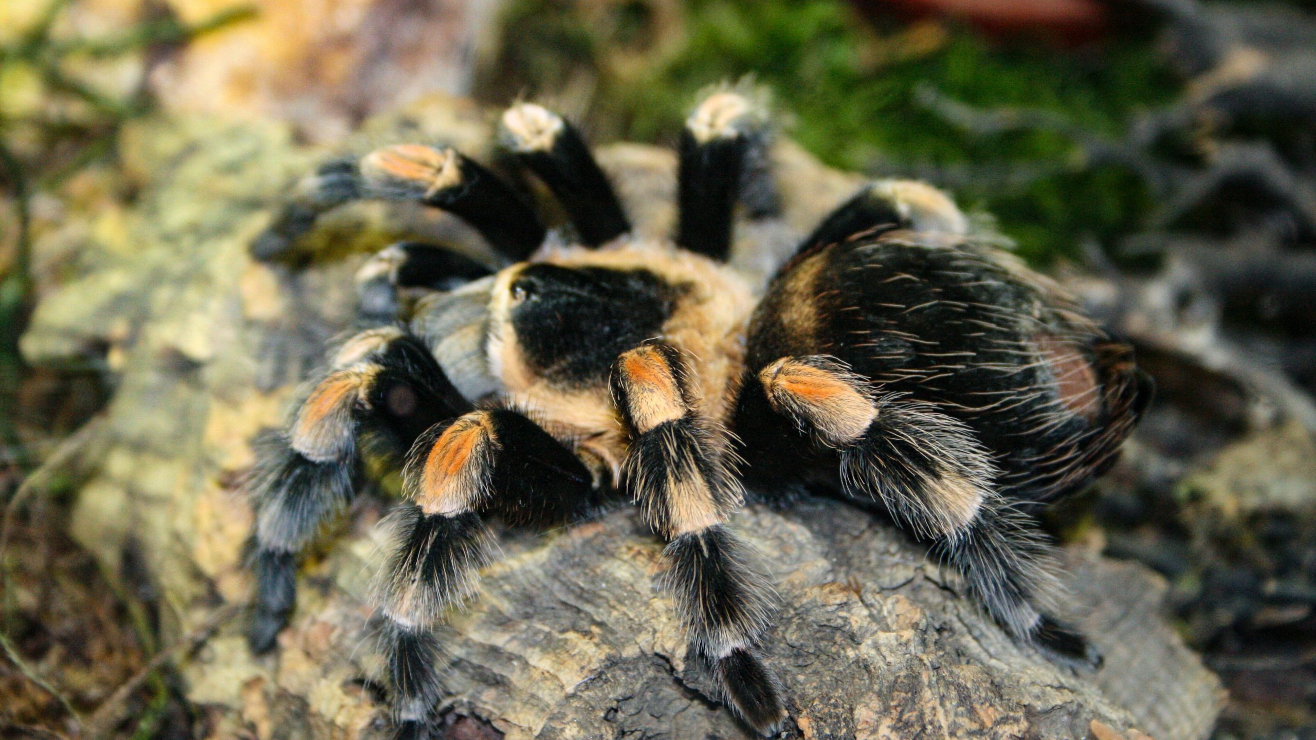 Tarantula 4k - Tarantula (#1031886) - HD Wallpaper & Backgrounds Download