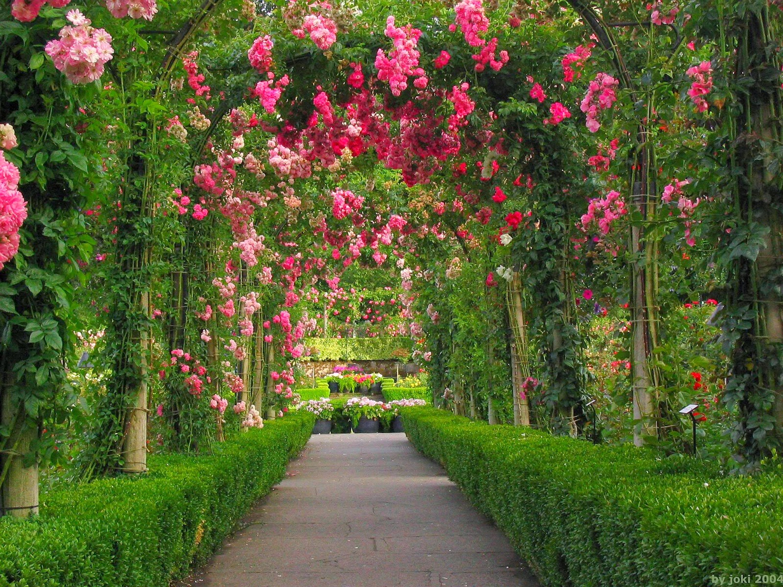 Beautiful Garden Rose - Beautiful Rose Flowers Garden (#136019) - HD