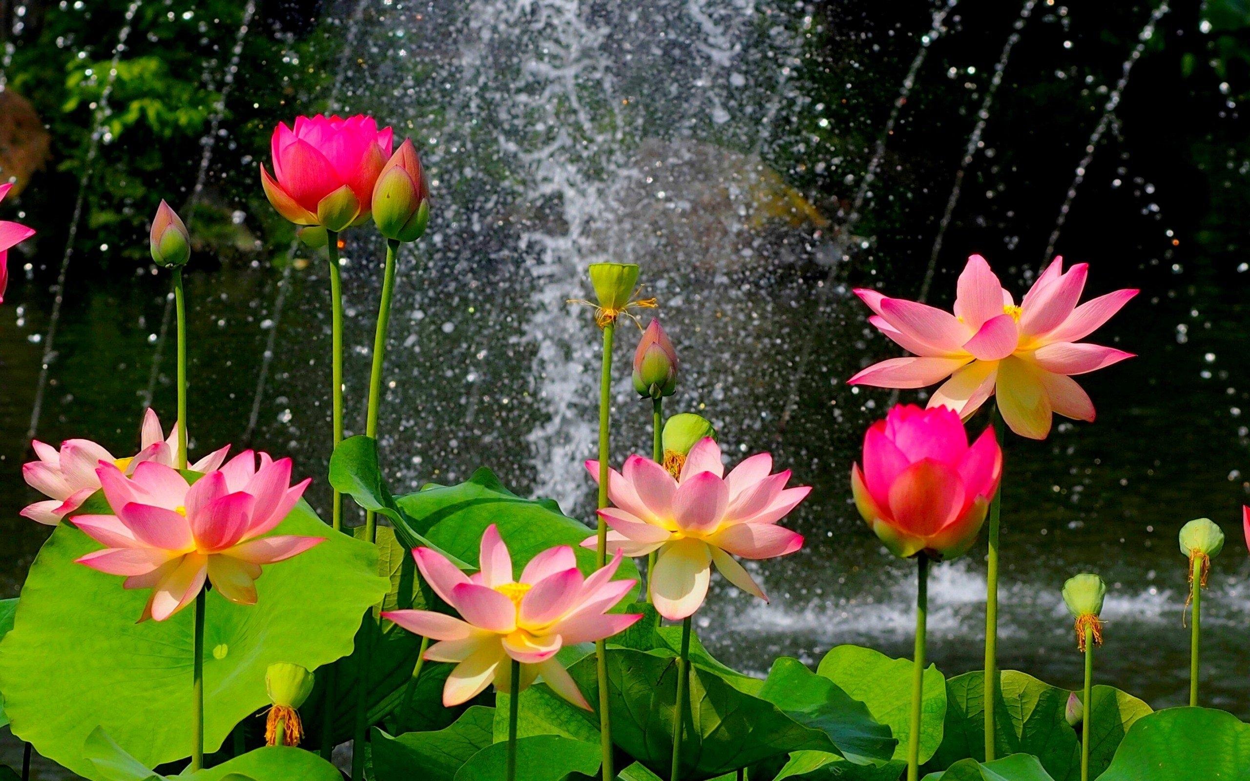 Download Hd Wallpapers - Most Beautiful Lotus Flower On Itl.cat