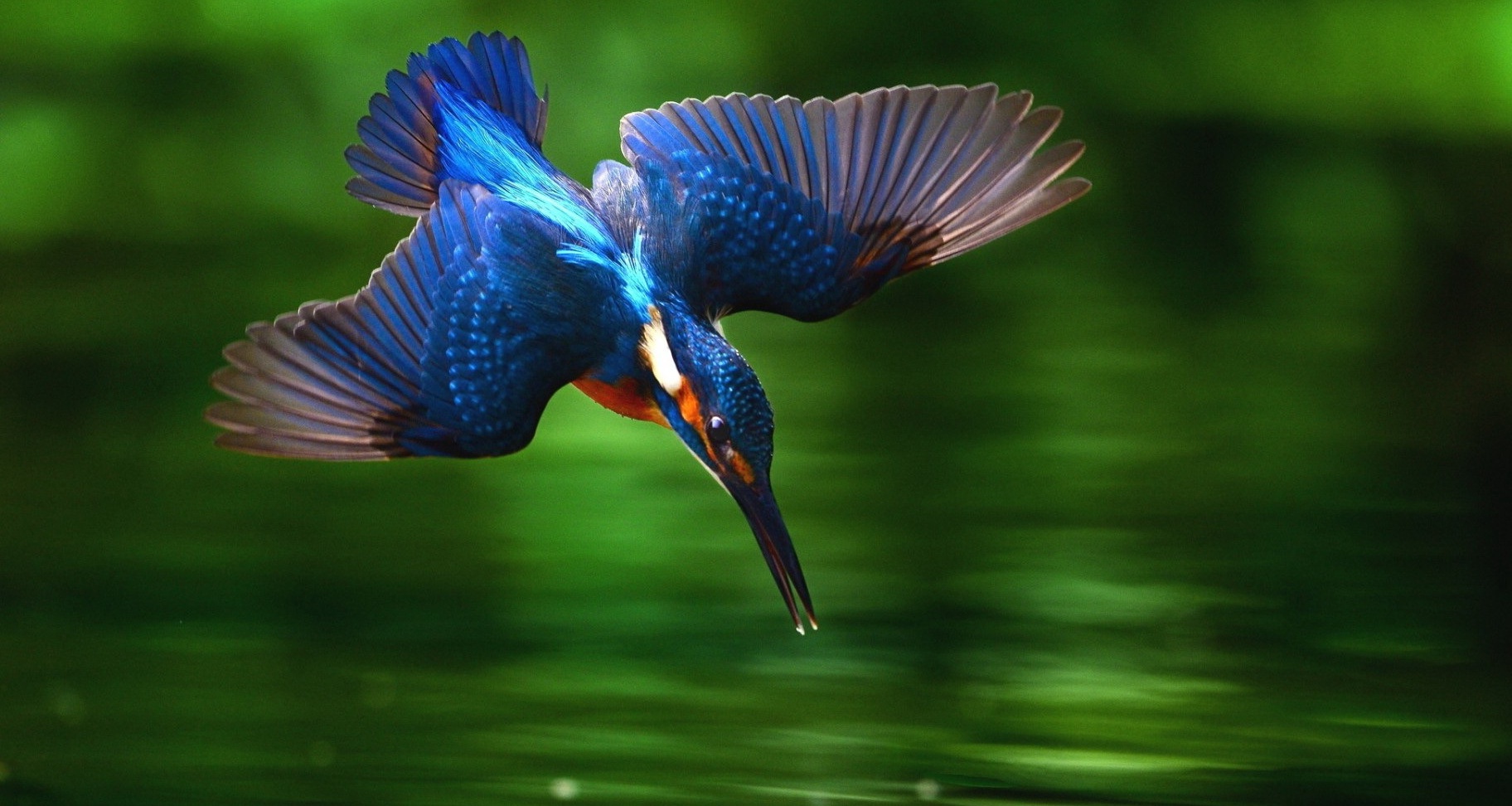 Download These - Kingfisher Bird Diving Into Water On Itl.cat