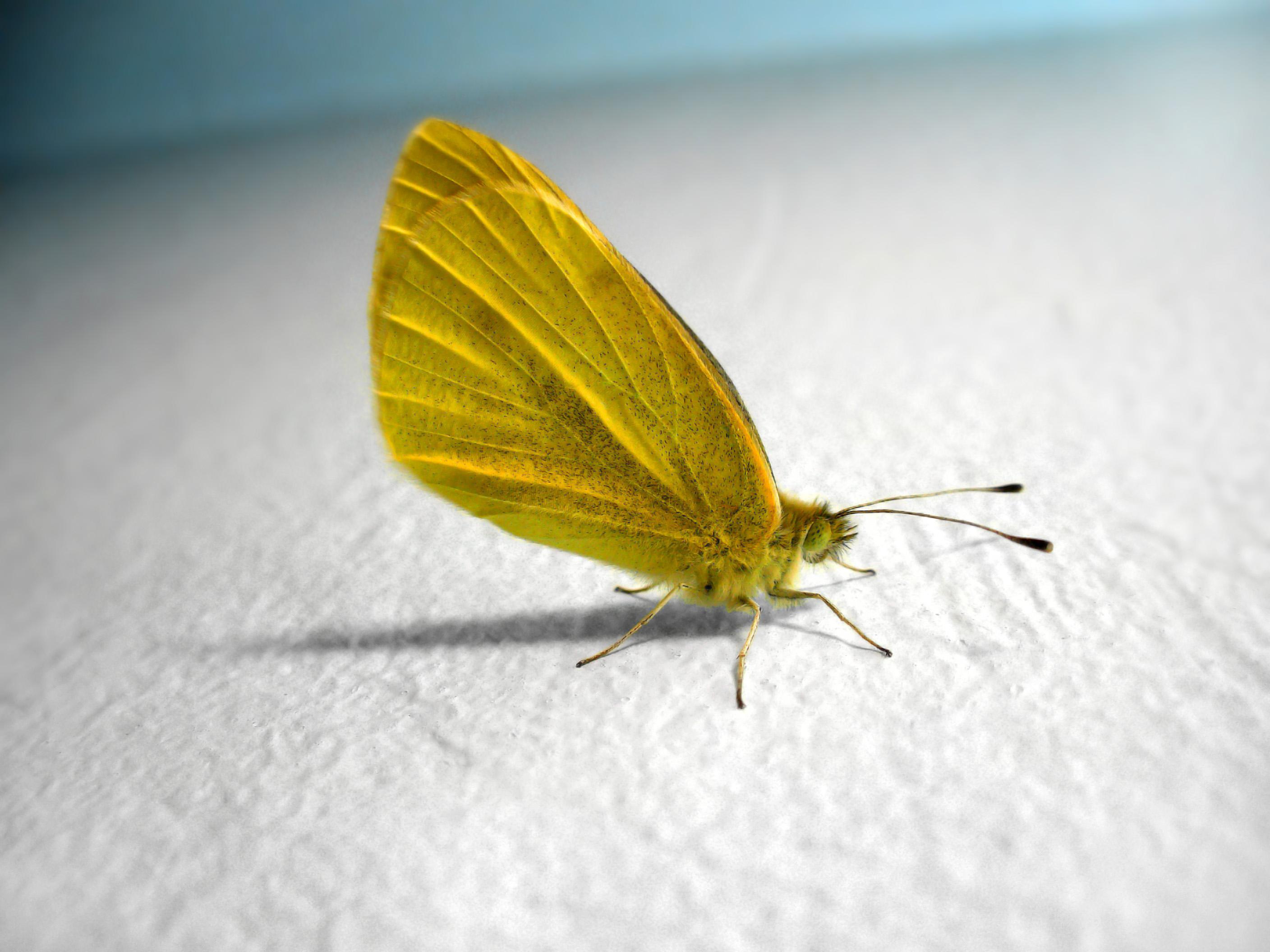 Yellow Butterfly Backgrounds Wallpaper - Dilaw Na Paru Paro , HD Wallpaper & Backgrounds