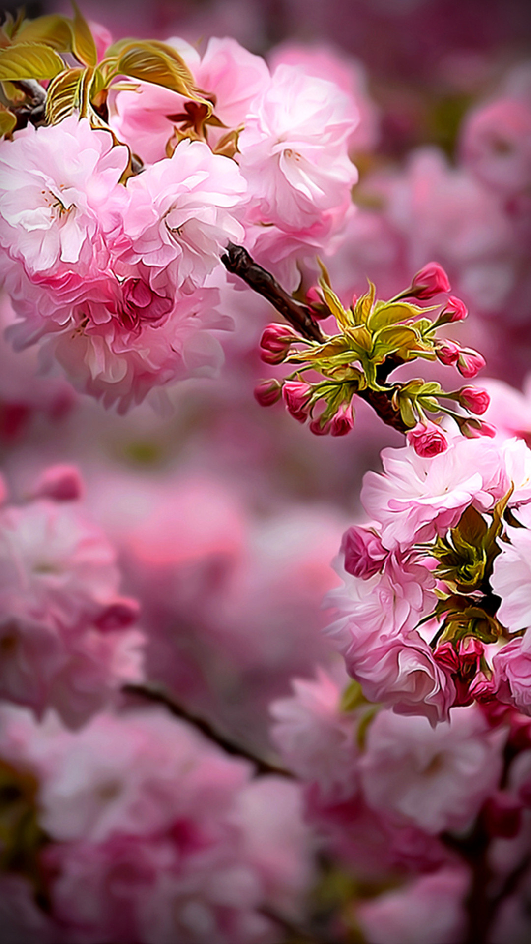 Spring - Hd Phone Wallpaper Flower (#151888) - HD Wallpaper & Backgrounds Download