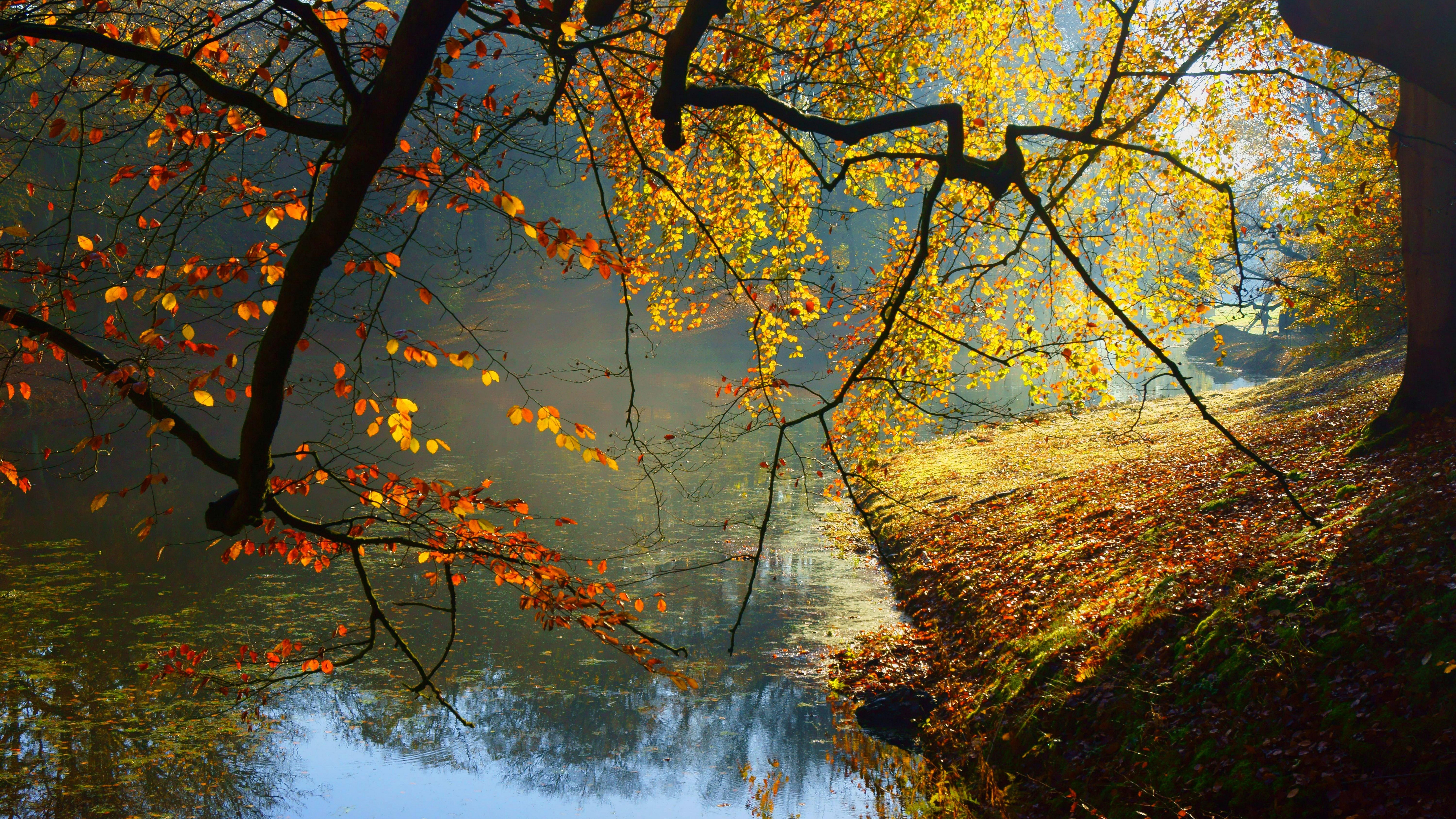 Download 8k Wallpaper Nature Inspired Wide - 8k Autumn On ...