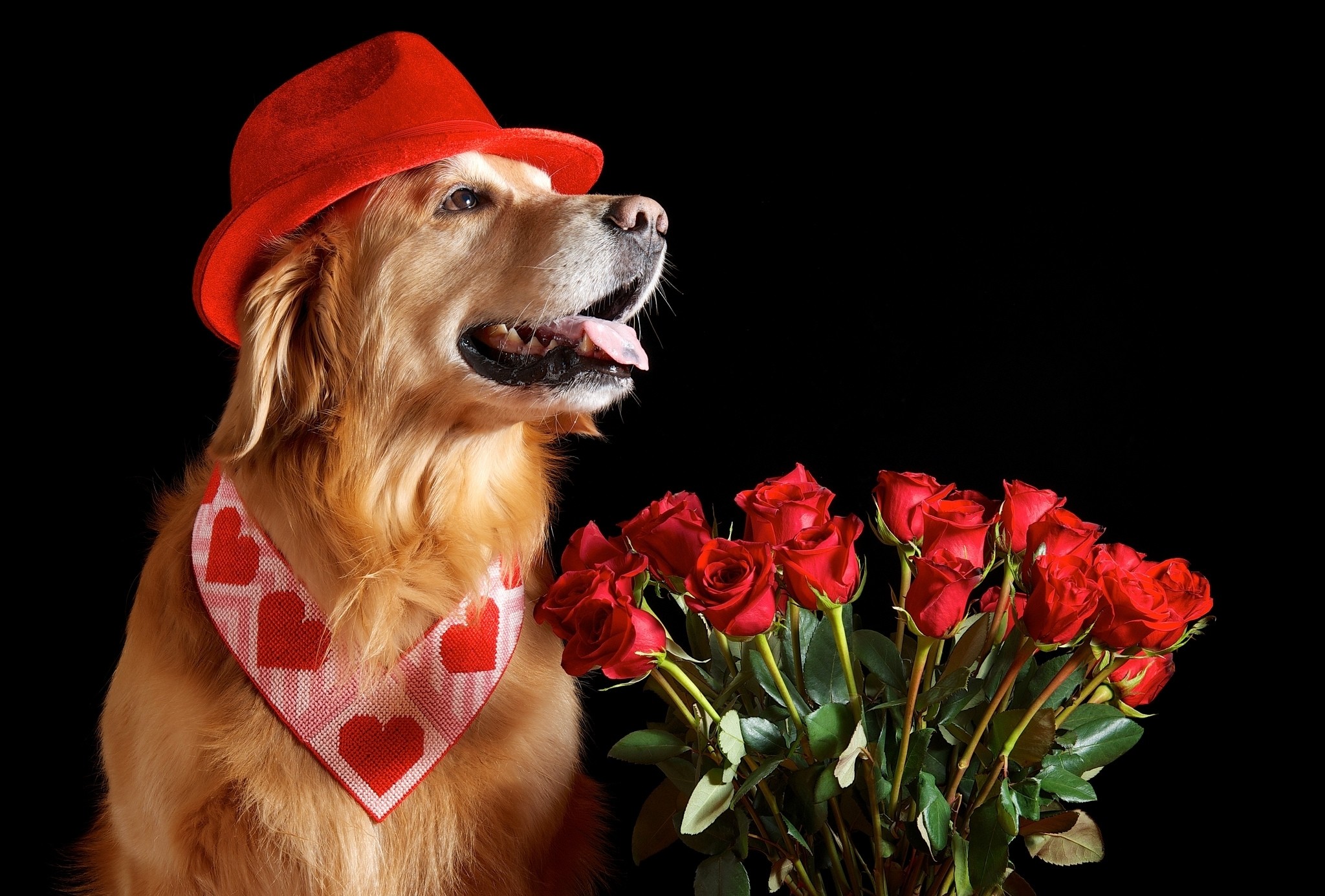 valentines dog teddy