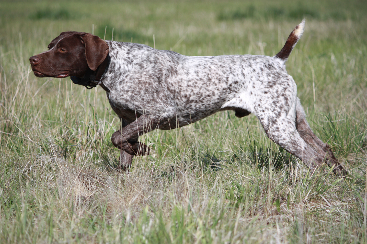 hunting dog breeds that dont shed