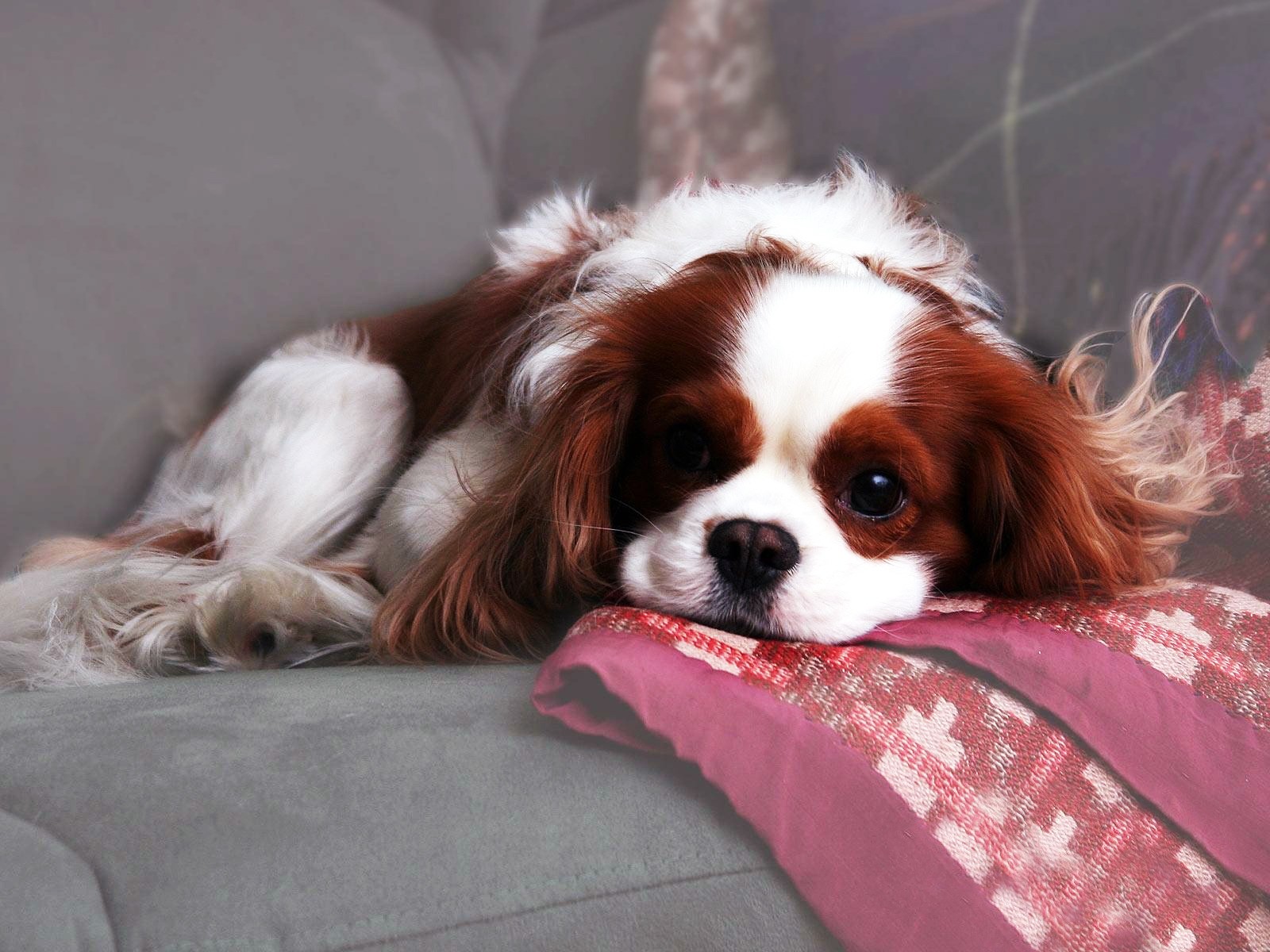 Download Cavalier King Charles Spaniel - Cavalier King Charles Spaniel