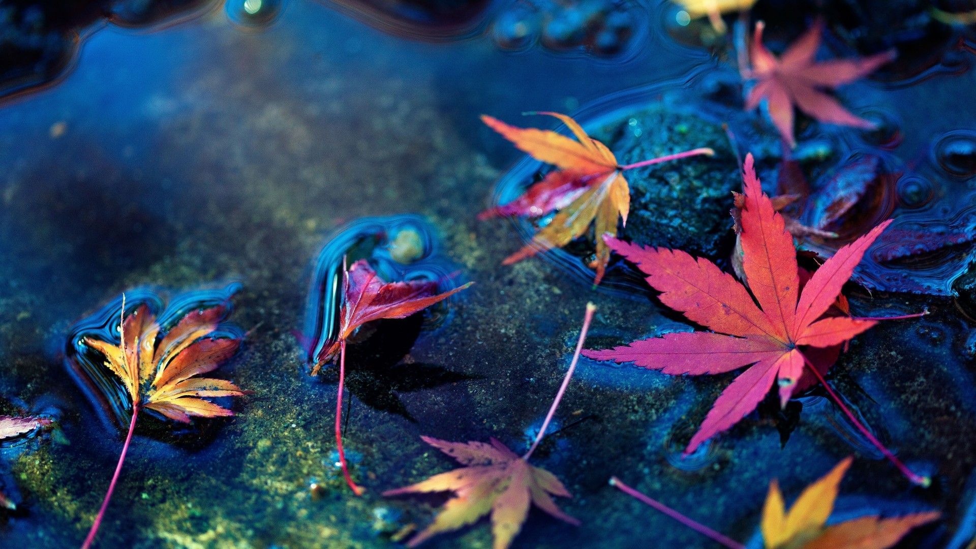 Autumn Water Maple Leaves Beautiful Live Wallpaper Hd 162693 Hd Wallpaper And Backgrounds 