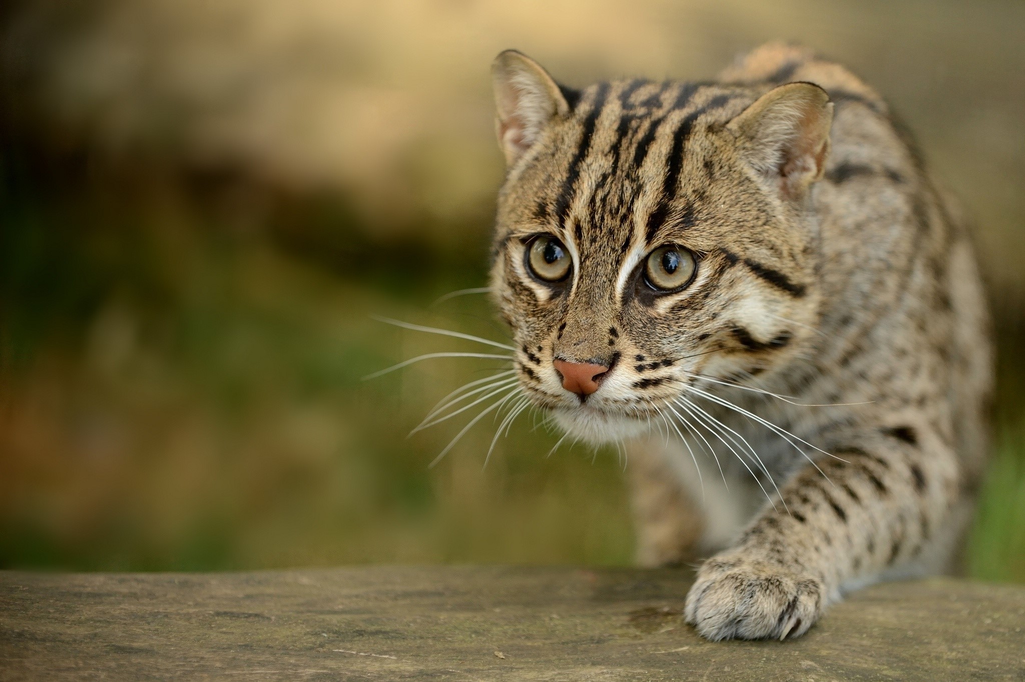 Download Fishing Cats, Wild Cat, Paw, Snout Wallpaper And Background ...