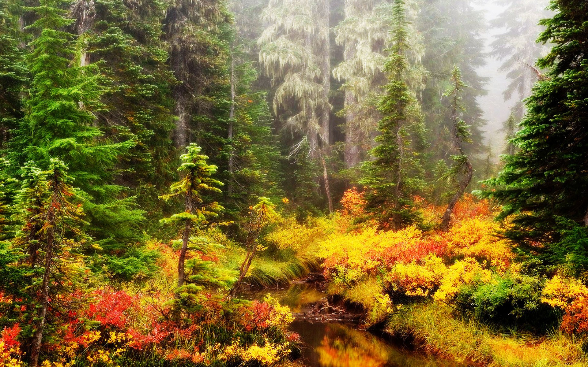Hintergrundbild Wald (#1678302) - HD Wallpaper & Backgrounds Download