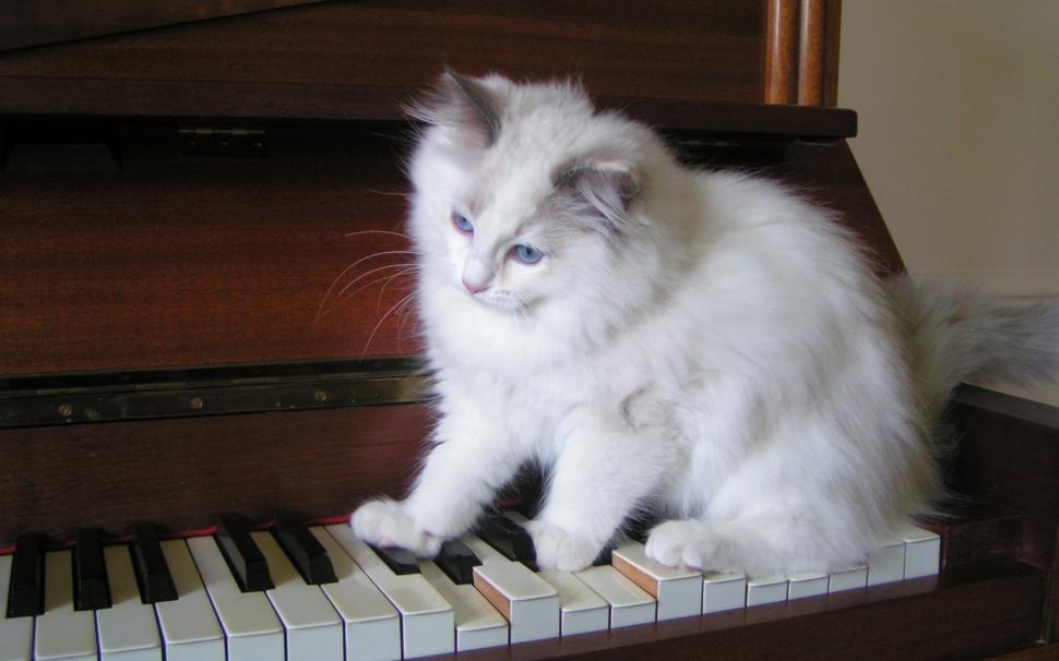 Ragdoll Tortie Playing The Piano Wallpaper Chat Ragdoll Hd Wallpaper Backgrounds Download