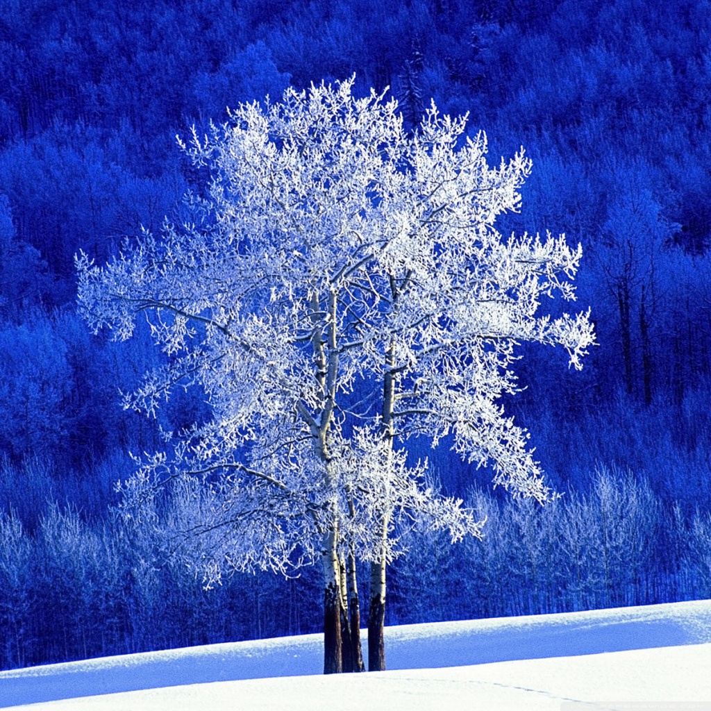 Winter Wonderland Hd Desktop Wallpaper Winter Season In Canada Hd Wallpaper Backgrounds Download