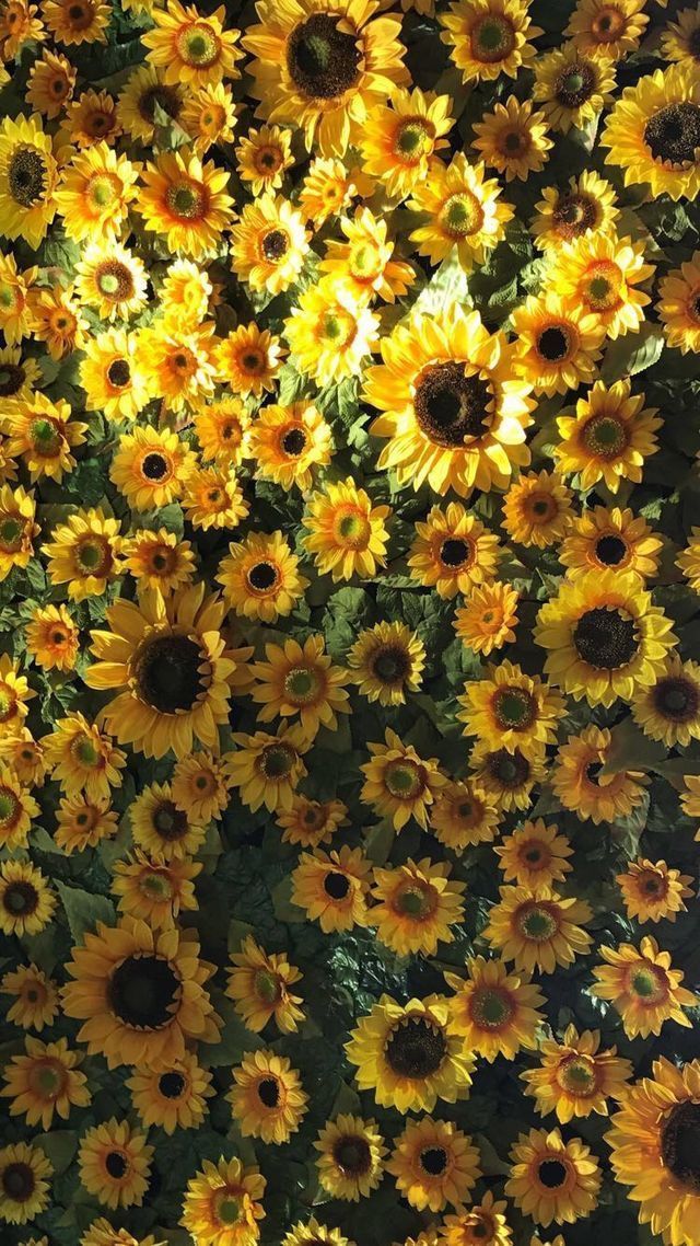 Featured image of post Cute Wallpapers Aesthetic Sunflower : We hope you enjoy our rising collection of aesthetic wallpaper.