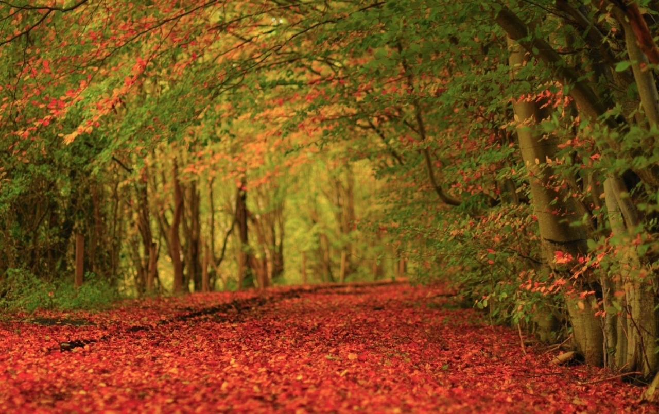 Originalwide Autumn Leaves Red Carpet Wallpapers - Background Forest Autumn Hd , HD Wallpaper & Backgrounds