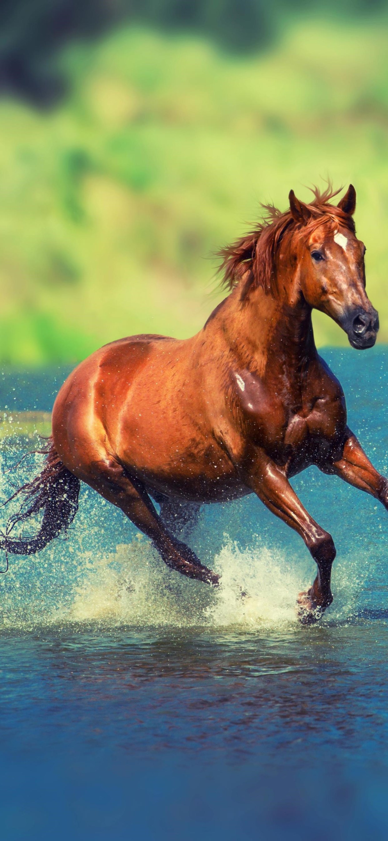 Running Horse In Water Wild Horses 1963929 Hd Wallpaper