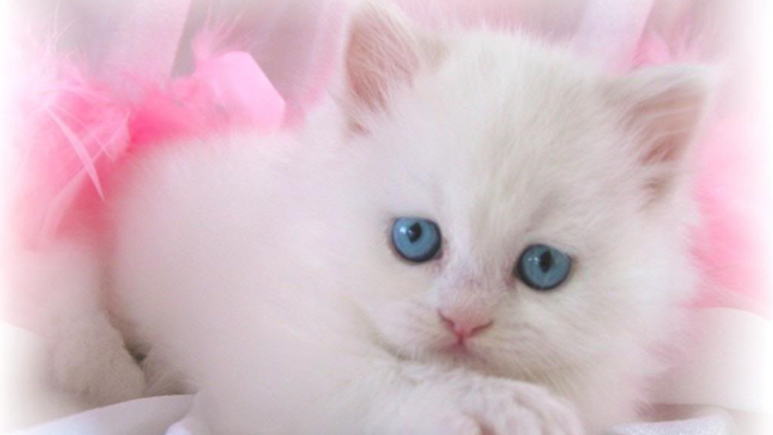 Cute White Cat Wallpaper - Cats Wallpaper Beautiful Hd (#20693) - HD Wallpaper & Backgrounds