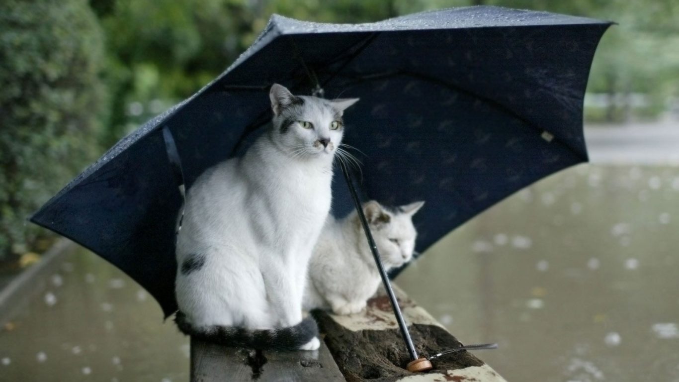 Suitable Bad Rain Umbrella Flood Flight Nature Cats - Cat In Rain , HD Wallpaper & Backgrounds