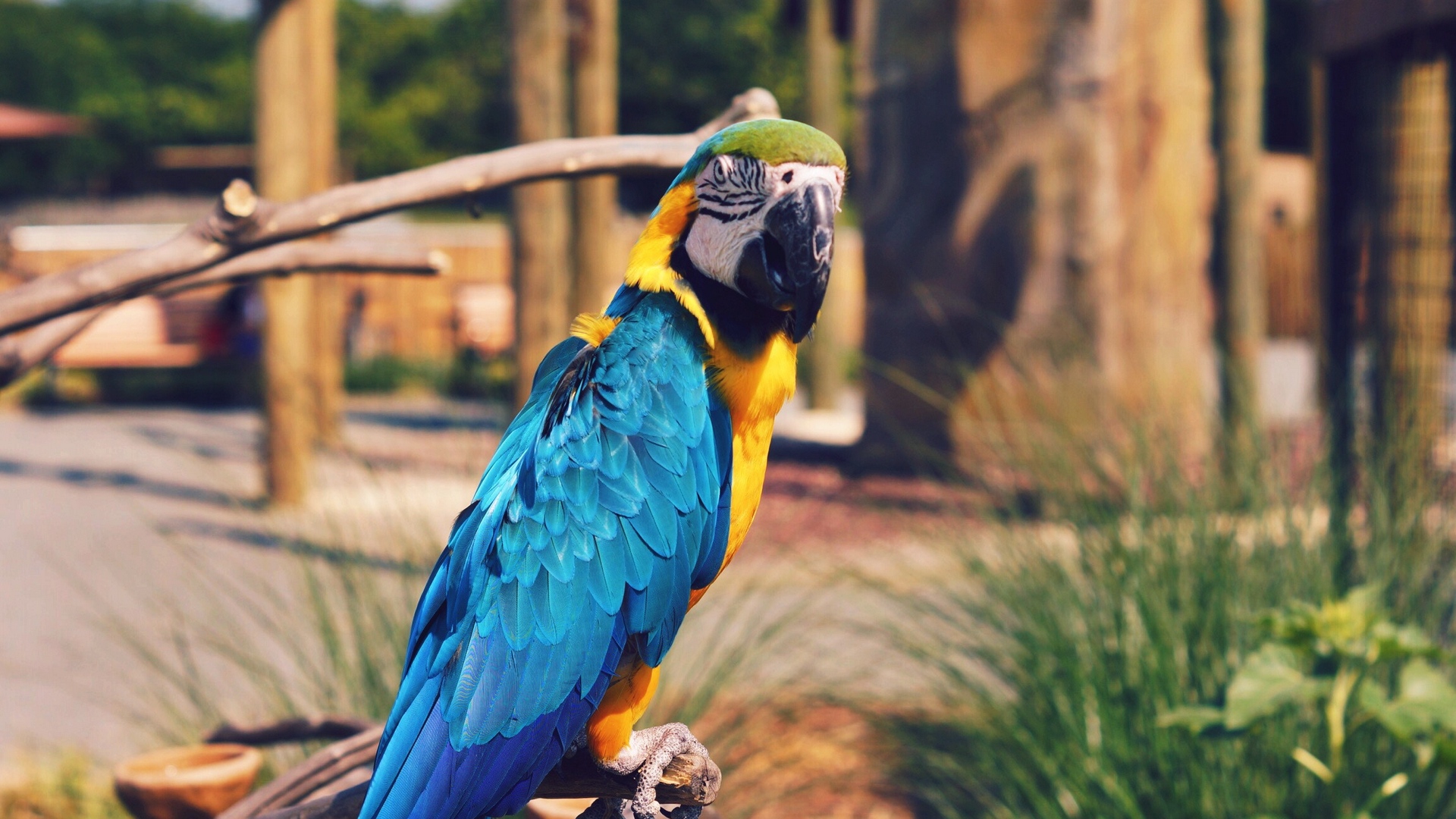 Wallpaper Parrot, Macaw, Bird, Color - Macaw Laptop Wallpaper Hd , HD Wallpaper & Backgrounds