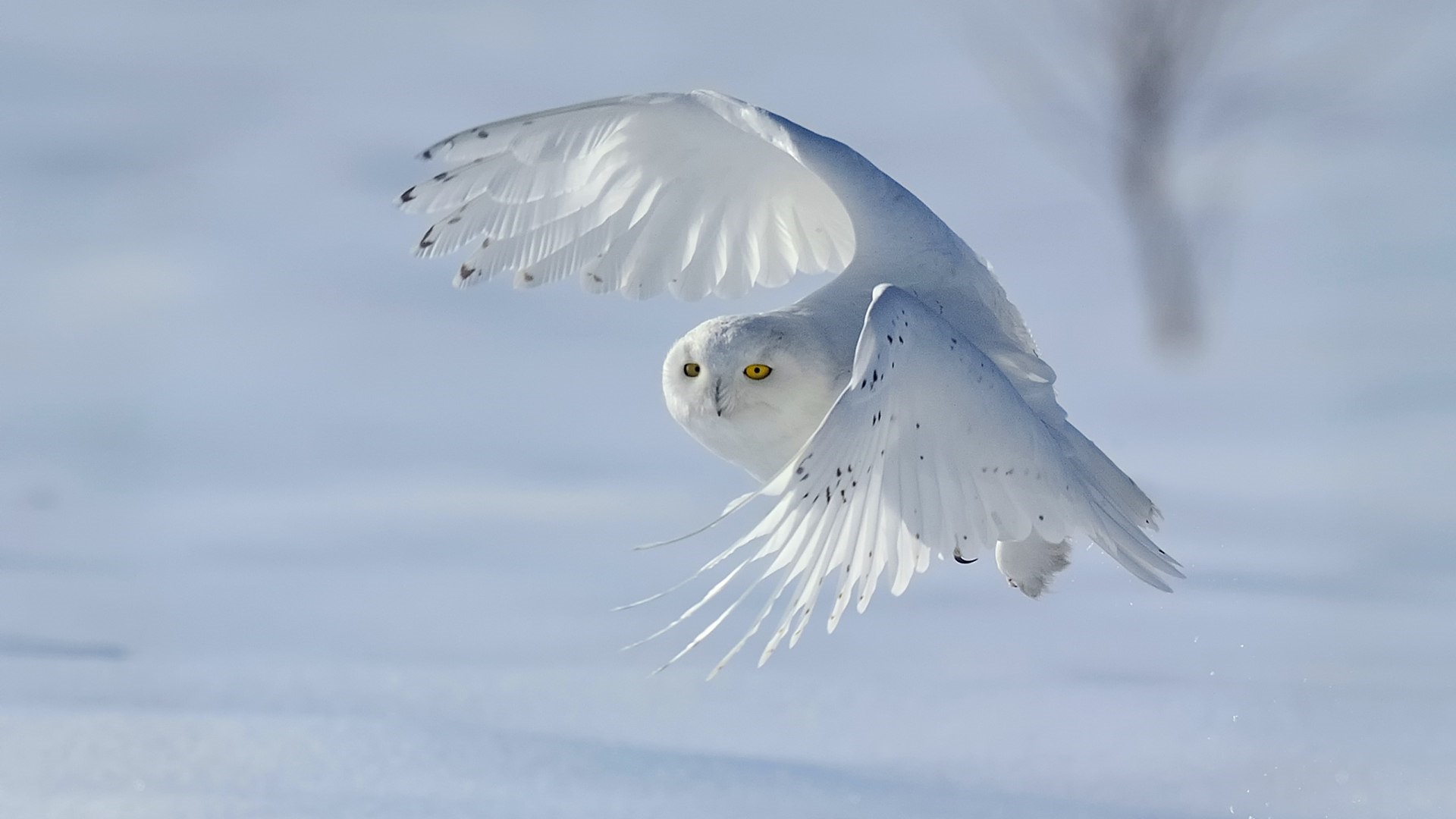 Download Snowy Owl Wallpapers - Snowy Owl In Flight On Itl.cat