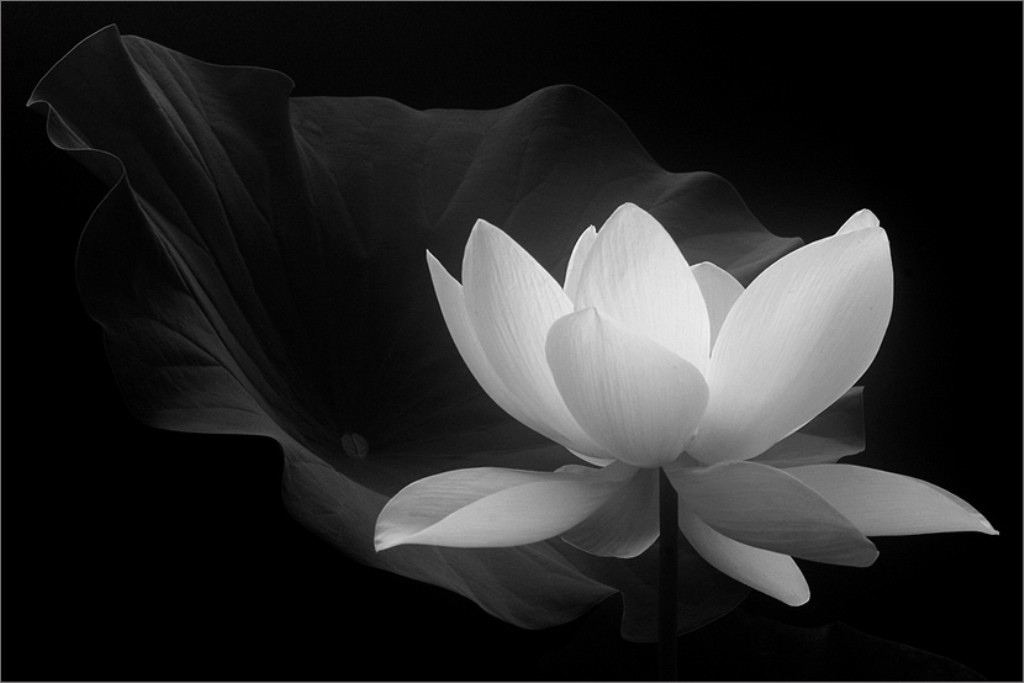 Download Lotus Flower Beautiful White Nature Wallpaper Download - White Lotus Flower Buddha On