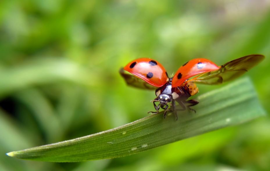 Download Ladybug Taking Flight On Itl.cat