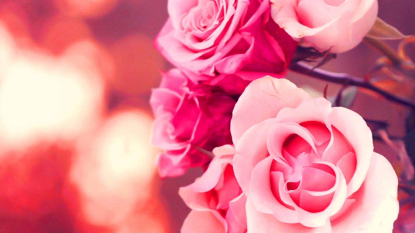Pink Flower Rose Landscapes Flowers Nature Roses Wallpapers ...