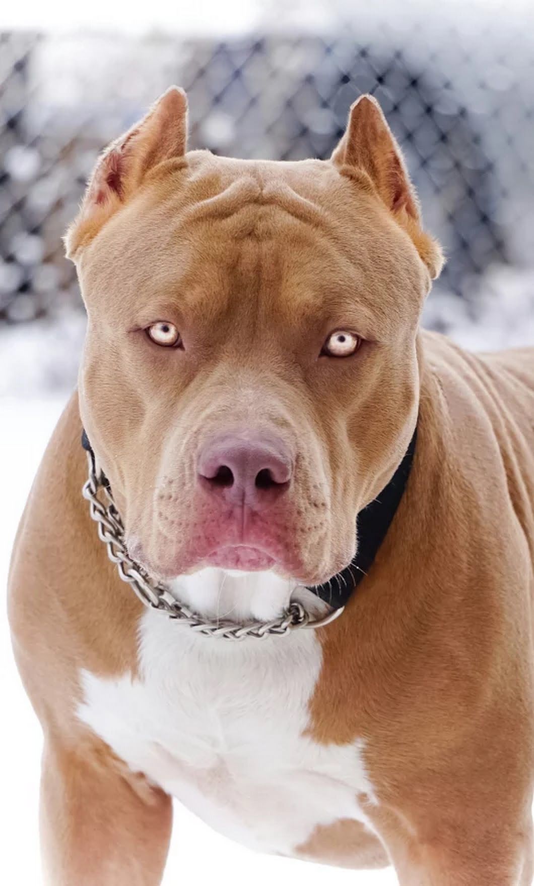 Photo C es Pit Bull Pit Bull Love Staff Terrier Im genes De Un 