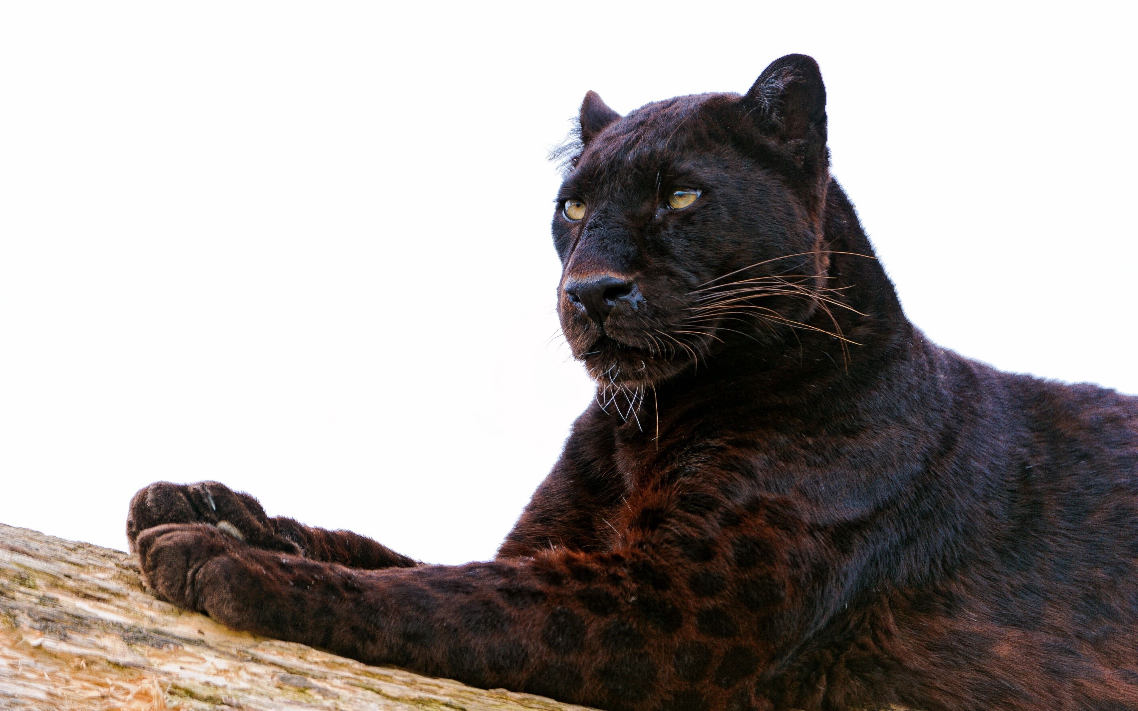 Black Panther Animal Wallpaper In 4k Resolution - Black Panther Animal