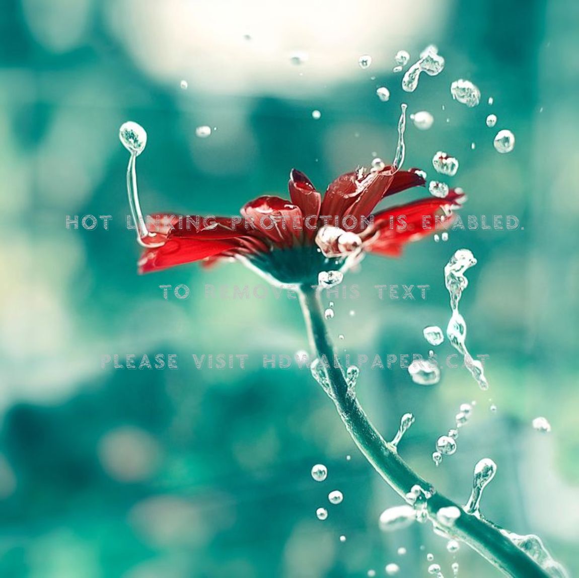 Flowers With Water Droplets 2148308 Hd Wallpaper Backgrounds Download Background business card button calendar christmas fire flowers logo resume ribbons smoke templates tree. flowers with water droplets 2148308