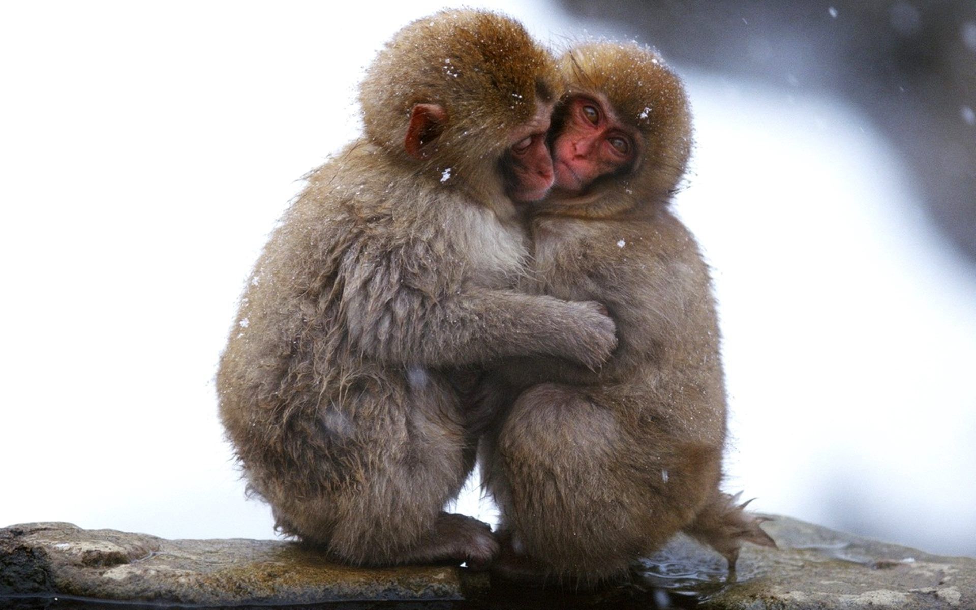 Funny Monkeys (#2182398) - HD Wallpaper & Backgrounds Download