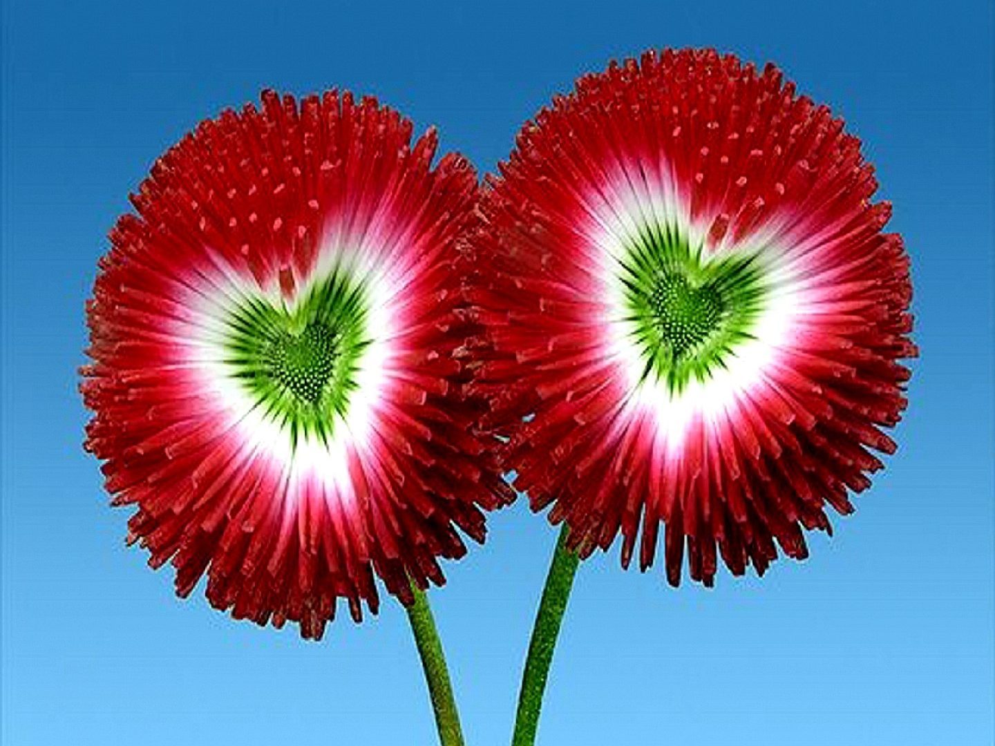 Download Flowers Green Heart Beautiful Flower Wallpapers ...