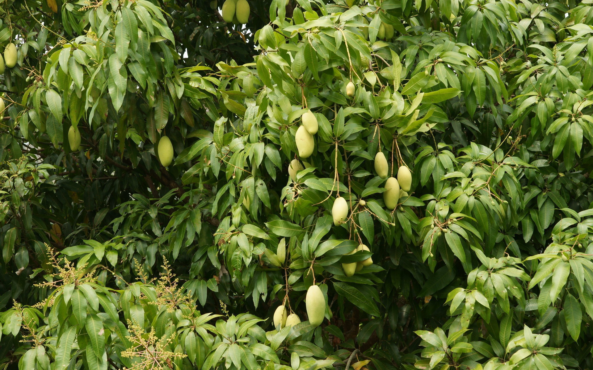 Fruit Trees - Home Gardening Apple, Cherry, Pear, Plum: Beautiful Mango ...
