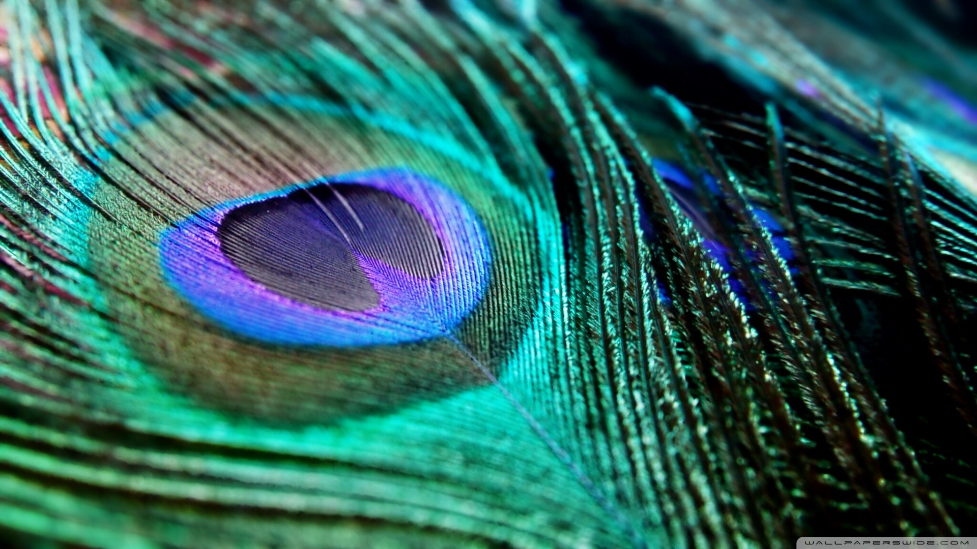 3d Peacock Hd Wallpaper - Peacock Feather Images Hd (#239919) - HD