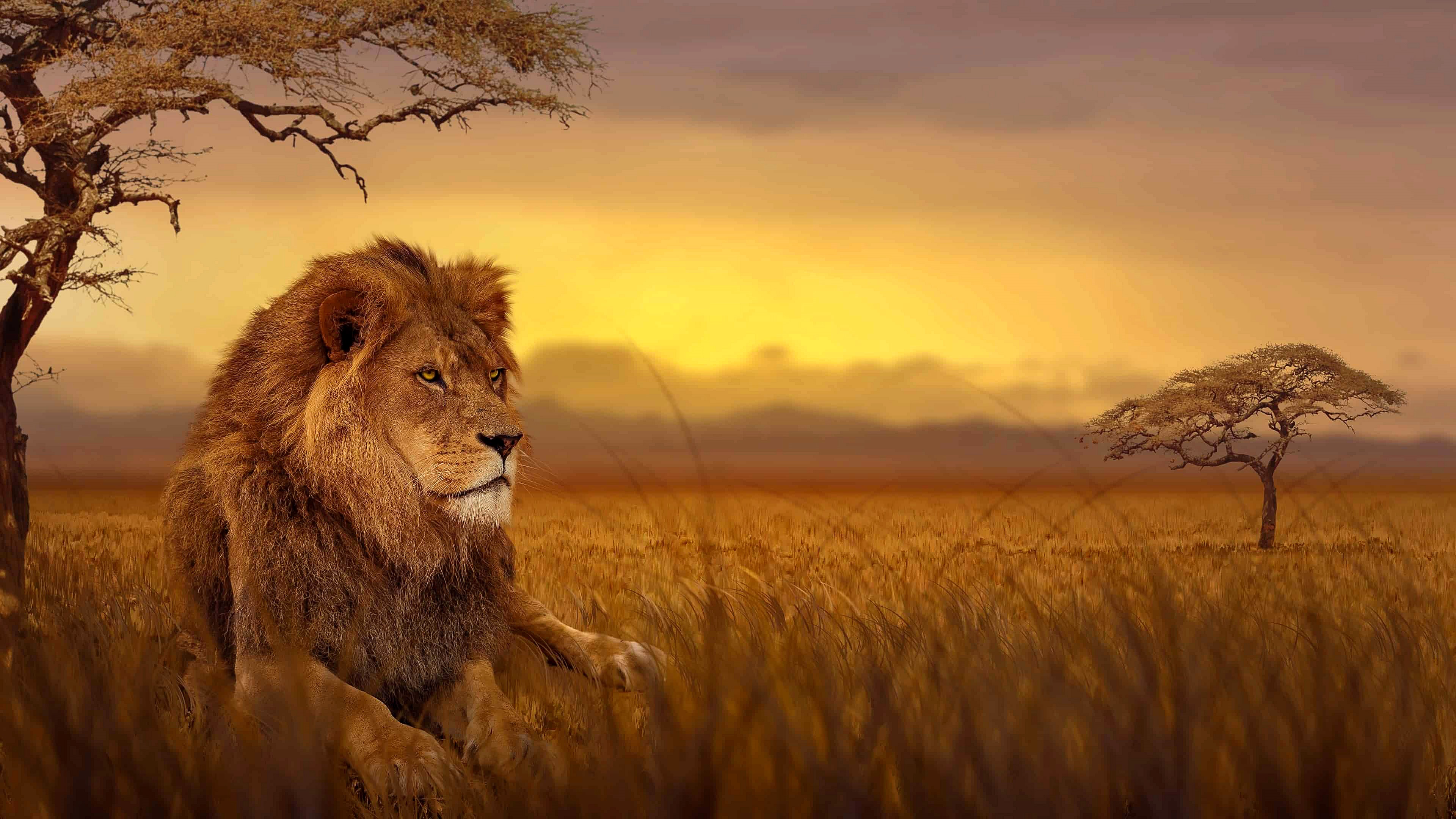 Download African Savanna On Itl.cat